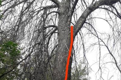 Рязанка пожаловалась на аварийные деревья на улице Пушкина