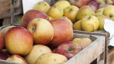 В России из-за высокого урожая яблок вырос спрос на соковыжималки