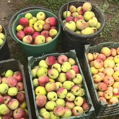 Подмосковные дачники и садоводы смогут сдать лишние яблоки на переработку