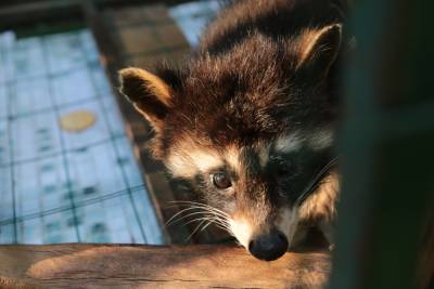 В Карачаево-Черкесии по требованию прокуратуры закрыли частный зоопарк
