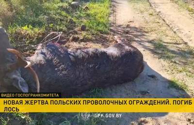 Лось погиб на польско-белорусской границе – животное запуталось в проволоке