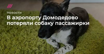 В аэропорту Домодедово потеряли собаку пассажирки
