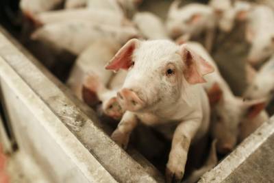 В Ленобласти закрыли ввоз псковской свинины из-за африканской чумы свиней