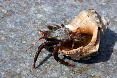 Хищник опаснее медузы: ученые предупреждают об угрозе в Азовском море