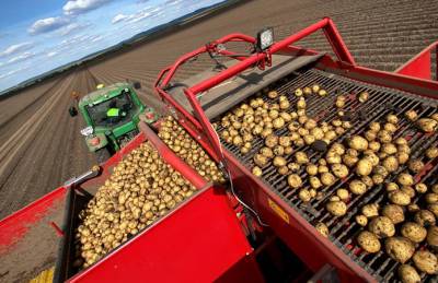 Урожайность картофеля в Континетал превысила плановую