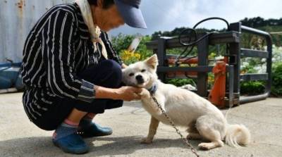 Пес спас жизнь престарелой хозяйке, согревая ее два дня в поле