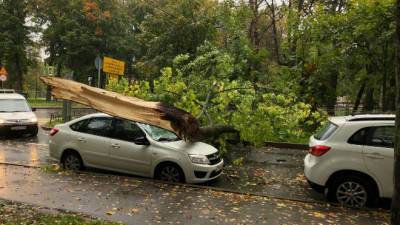В Пушкине упавшее дерево вызвало транспортный коллапс — фото