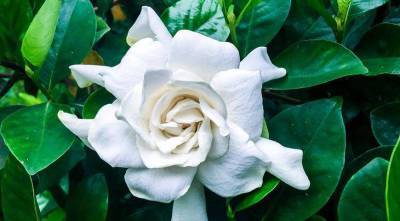 Гардения - капризная белоснежная красавица: все секреты выращивания в квартире