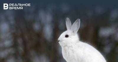 Госкомитет РТ по биоресурсам: в Татарстане насчитывается более 7,5 тысячи зайцев-беляков