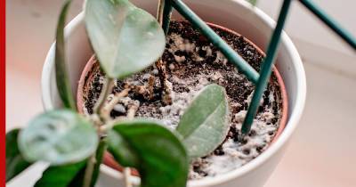 Плесень в горшке: как спасти комнатное растение