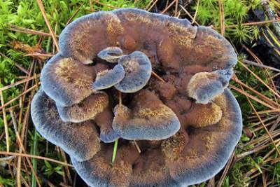 Жительница Новосибирской области нашла краснокнижный голубой гриб