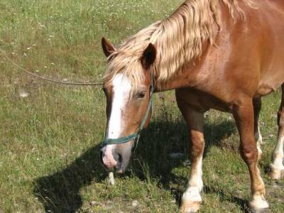 Жителя Казахстана задержали с живой лошадью в легковой машине (видео)