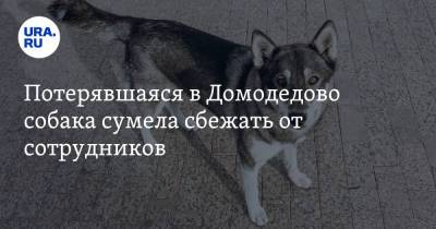Потерявшаяся в Домодедово собака сумела сбежать от сотрудников