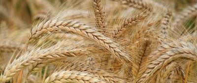В Украине резко подорожала пшеница