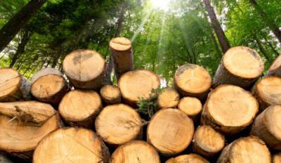 Украина к концу года может разрешить экспорт древесины – глава Гослесагентства
