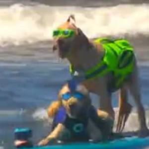 В Калифорнии прошел чемпионат по серфингу среди собак. Видео