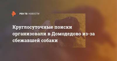 Круглосуточные поиски организовали в Домодедово из-за сбежавшей собаки