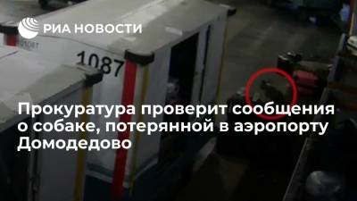 Прокуроры проверят сообщения о собаке, сданной в багаж и потерянной в аэропорту Домодедово