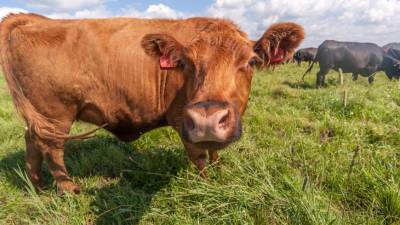 Новозеландские ученые призвали приучить коров к «горшку», чтобы спасти климат
