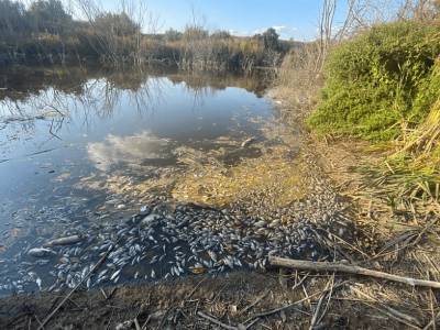 В Радионово-Несветайском районе массового гибнет рыба