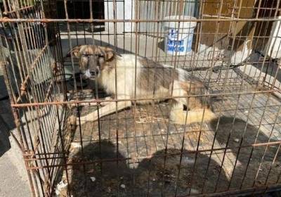 41 собака и 28 кошек: что ждет спасенных из нелегального приюта в Василькове?