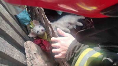 В Щучинском районе сотрудники МЧС спасли бездомного щенка