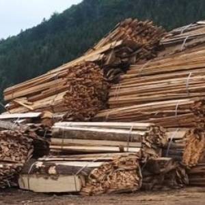 В заповедном фонде Буковины вырубили леса на миллионы гривен. Фото