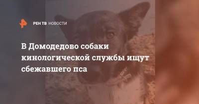 В Домодедово собаки кинологической службы ищут сбежавшего пса
