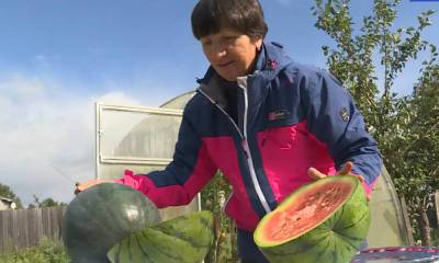 Жительница Карелии выращивает арбузы: в планах собрать 200 килограммов