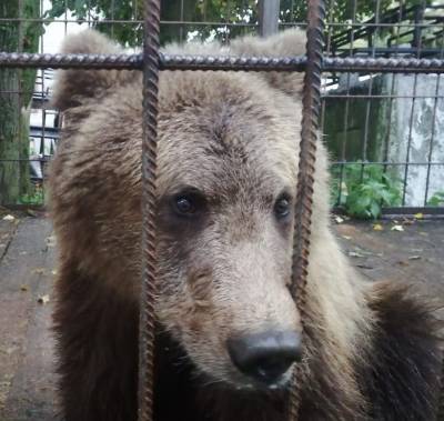 «Велес» выкупил бурого медвежонка у частной фермы