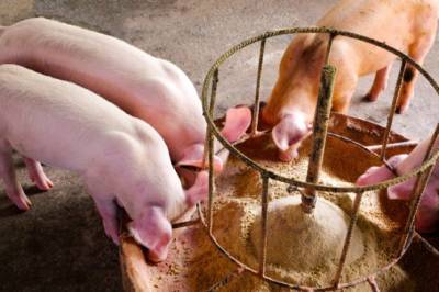 ЕС снял запрет на кормление cвиней и птицы мясокостной мукой