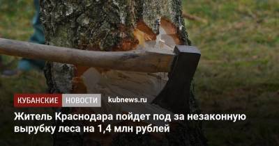 Житель Краснодара пойдет под за незаконную вырубку леса на 1,4 млн рублей
