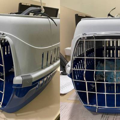 В московском аэропорту Домодедово пропала собака, которую сдали в багаж