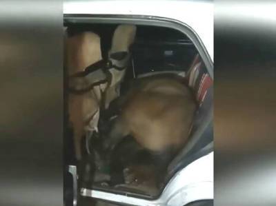Курьез: в Казахстане полиция задержала водителя с лошадью в салоне «Жигулей» (ФОТО)
