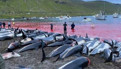 На Фарерских островах произошло самое массовое убийство дельфинов в истории.