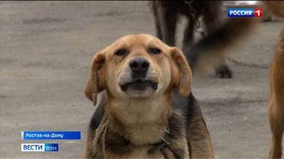 Администрация Ростова прокомментировала ситуацию с бездомными собаками в городе