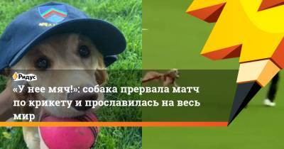 «У нее мяч!»: собака прервала матч по крикету и прославилась на весь мир