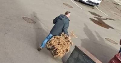 Россиянин выбросил новогоднюю елку в сентябре и развеселил пользователей сети