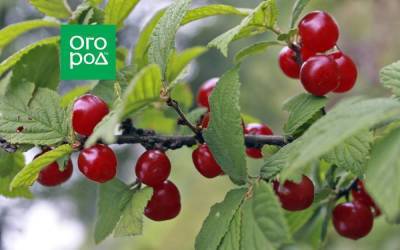 Сорта вишни, устойчивые к монилиозу (для Подмосковья и не только)
