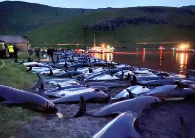 Кровавая традиция: на Фарерских островах разом убили 1428 дельфинов