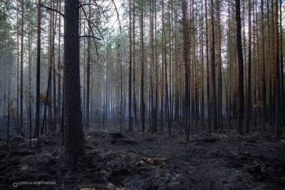 Лесопатологи обследуют повреждённые пожарами леса в Карелии