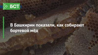 В Башкирии показали, как собирают бортевой мёд