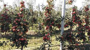 В Новосибирске после хорошего урожая в 2020 году массово гибнут яблони