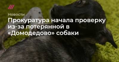 Прокуратура начала проверку из-за потерянной в «Домодедово» собаки