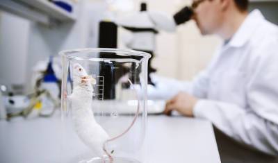 Ученые подтвердили эффективность аэрозольных антибиотиков на мышах