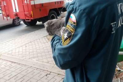 В Белгородской области пожарные сняли с дерева домашнюю кошку