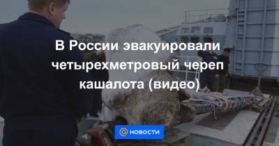 В России эвакуировали четырехметровый череп кашалота (видео)