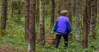 ПСО "Сальвар" завершил поиски 72-летней смолянки, пропавшей в лесу