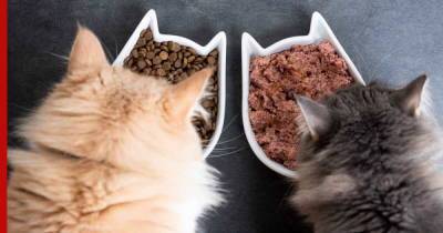 Влажный или сухой: каким кормом лучше кормить кошку