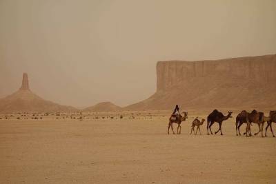 Археологи определили возраст гигантских статуй верблюдов в Саудовской Аравии